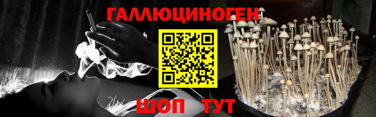 Галлюциногенные грибы Psilocybe Добрянка